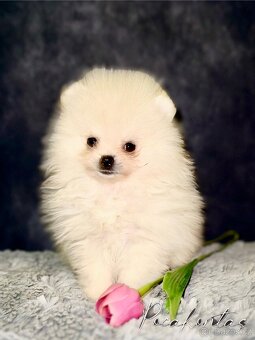 Mini Pomeranian Pomerian Pomik s PP - 3