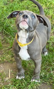 American Bully XL/XXl s PP - 3