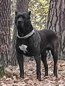 Cane Corso - 3