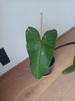 Philodendron Red - 3