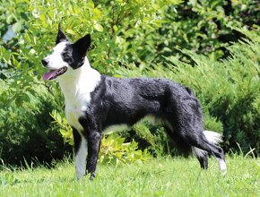 Border collie pes ISDS i FCI - 3