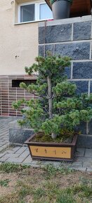 Borovice v kvetináči, Bonsai, Bonsaj - 3