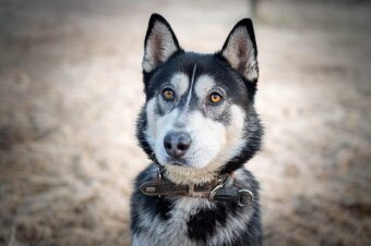 NANUK - Sibiřský husky, necelý rok - 3