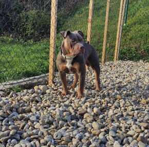 American Bully Pocket s PP - 3