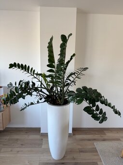 Zamioculcas výška 185 cm - 3