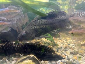 Peřovec skvrnitý – Synodontis eupterus Cca 20cm - 3