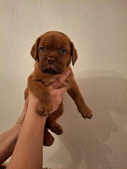 Dogue de bordeaux  Bordeauxska doga šteniatka - 3