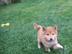 Shiba  inu bez PP. - 3