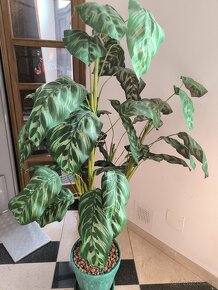 Umělá rostlina květina Calathea 160cm - 3