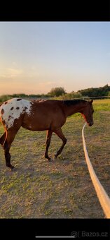 Krásný valach Appaloosa - 3