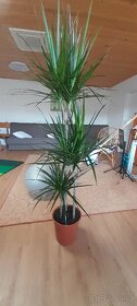 Dracena - 3