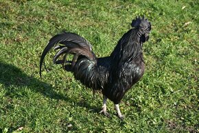 Kohout Ayam Cemani - 3