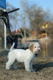 LAGOTTO ROMAGNOLO STENIATKO s PP - 3