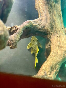 L 200 Green phantom pleco - 3