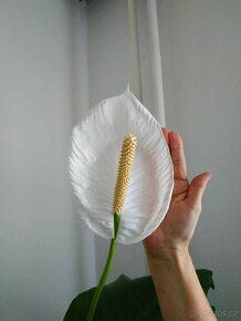 Spathiphyllum (lopatkovec) - 3