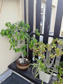 3x menší Fíkus Benjamin (ficus benjamina) - 3