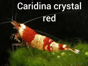 Neocaridina , caridina - 3