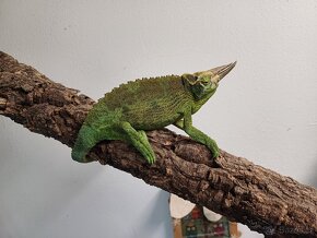 Chameleon jacksonův - 3