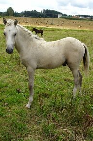 Prodám letošního hřebečka Welsh pony, sekce B, s PP. - 3