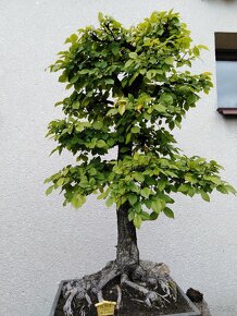 bonsai - 3