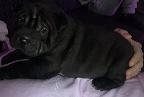 Shar-pei        Šarpej - 3