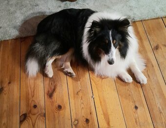 Šeltie, sheltie. - 3