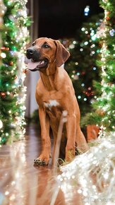 Rhodesian Ridgeback - 3