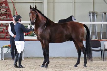 Lusitano plemenný hřebec PSL - 3