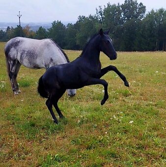 Welsh pony x lusitano - 3