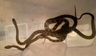 Pantherophis emoryi F3 Texas - 3