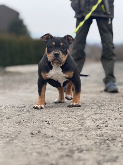 American bully s ABKC - 3