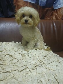 Maltipoo - 3