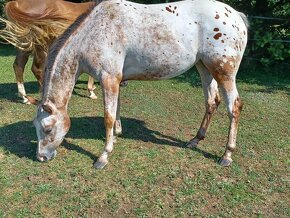 Klisna appaloosa  3 roky - 3