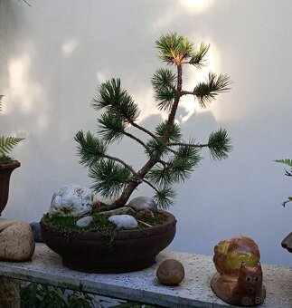 Borovice Osinatá (Pinus aristata) bonsai - 3