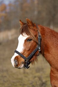 Welsh pony sekce B - 3