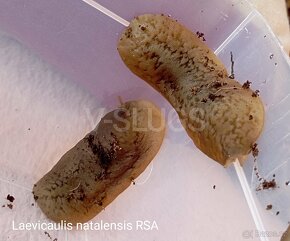 Laevicaulis natalensis RSA - 3