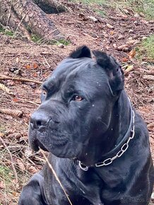 Cane Corso s PP - 3