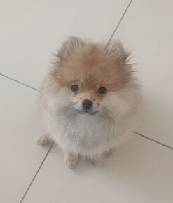 Pomeranian - 3