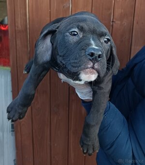 J&K bullys "ponúkame na predaj American bully XL - 3