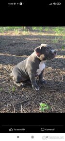 American bully  krytí - 3