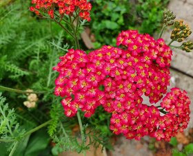 Řebříček "paprika", rostlina - 3