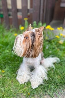 Biro yorkshire terrier ke krytí - 3