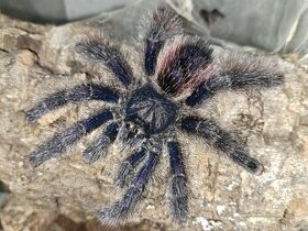 Avicularia, Caribena aj. - 3