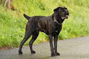 Cane Corso - 3