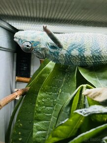 Chameleon pardali Nosy be - 3