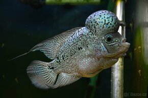 King Kamfa Blue Pearl Flowerhorn samec - 3