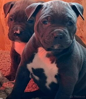 American bully standart - 3