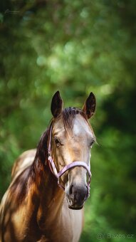 Klisna American Quarter Horse k pronájmu, prodeji či výměně - 3