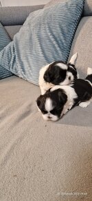 Štěňata Shih tzu - 3