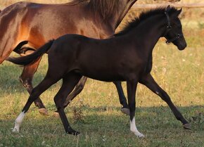 Klisnička welsh pony - 3